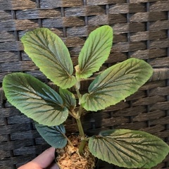 ベゴニア パルダリウム 観葉植物