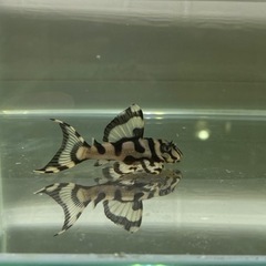 メガクラウン　プレコ　約5センチ