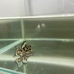 メガクラウン　プレコ　約5センチ
