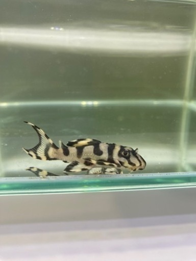 メガクラウン　プレコ　約5センチ