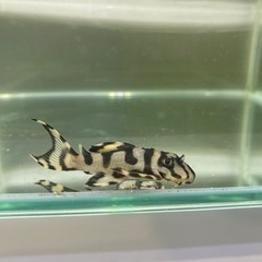 メガクラウン　プレコ　約5センチ