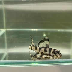 メガクラウン　プレコ　約5センチ