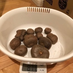 [クリスマス限定]無農薬　宇宙芋・エアポテト　珍しい芋