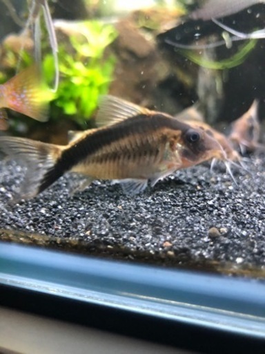 最終値引きロングノーズアーク5匹(熱帯魚水槽)