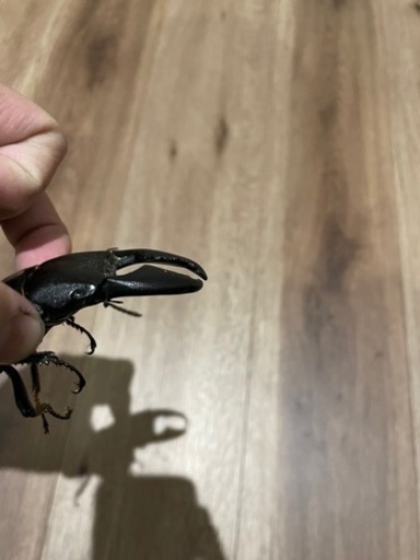 スマトラオオヒラタ（大型血統）♂♀ペア。