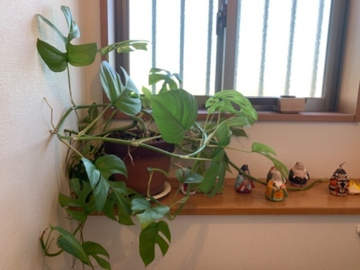 観葉植物　2鉢