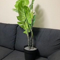 IKEA 観葉植物