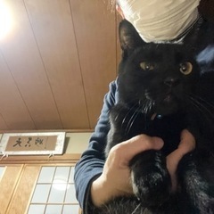 超フレンドリーな雄の黒猫ちゃん