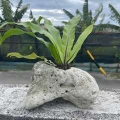 オオタニワタリ　石鉢　観葉植物