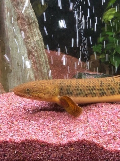 ポリプテルス2種(珍しい)セット ポリプテルス2種(珍しい)セット