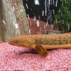 ポリプテルス2種(珍しい)セット