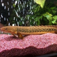 ポリプテルス2種(珍しい)セット