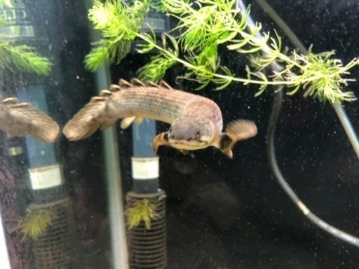 超激レア ポリプテルス モケレンベンベ 値下げ