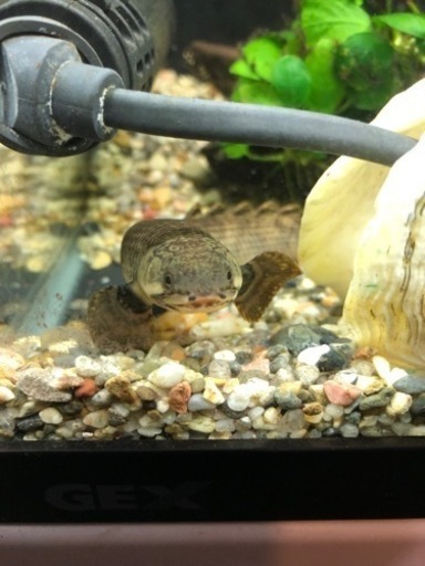 超激レア ポリプテルス モケレンベンベ 値下げ