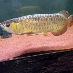 テンダーロイン パークレンジャーハット ブラウン-アロワナ生体