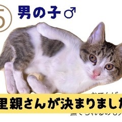 子猫の里親募集⑤《7匹兄弟》