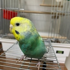 セキセイインコ♀里親様決まりました