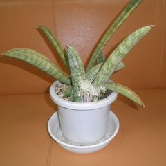 サンスベリア界の最高峰　エイレンシス極太大株 サンスベリア界の最高峰 エイレンシス極太大株