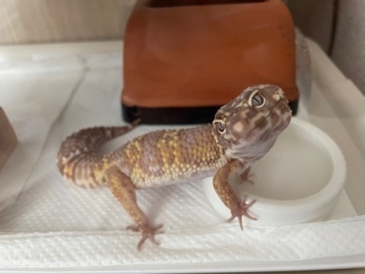 爬虫類飼育ケージ レオパ（ヒョウモントカゲモドキ）里親募集のため ...