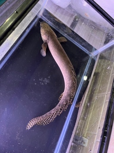 ポリプテルス　オルナティ　約３５センチ