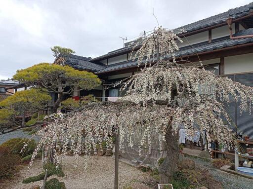 梅の木