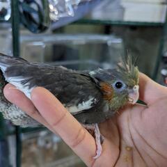 オカメインコ雛