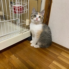 ミケ子猫　3ヶ月メス