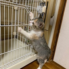 ミケ子猫　3ヶ月メス − 佐賀県