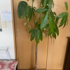 観葉植物　パキラ