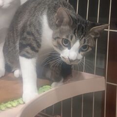 お見合い決定のため、一旦募集を停止します。🐱去勢手術済み🐱生後約...