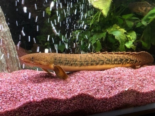 ポリプテルス　トゥージェルシー