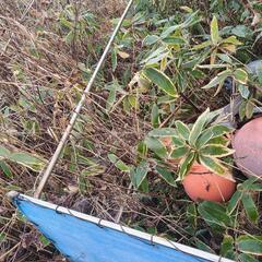 ボート用オーニング(値下げ中)