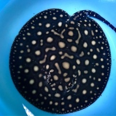 発送可能！ダイヤモンドポルカ オス 決まりました。