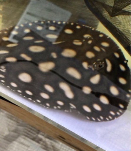 発送可能！激安純血ビッグスポットダイヤモンドポルカ オス熱帯魚水槽