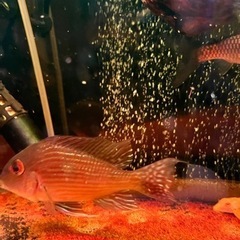 ゲオファーガススベニ他 5匹