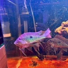 ゲオファーガススベニ他 5匹