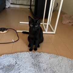 黒猫ちゃんです − 茨城県