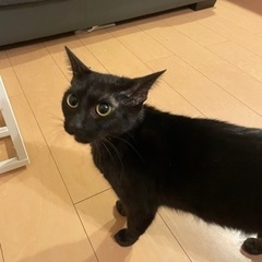 黒猫ちゃんです - 猫