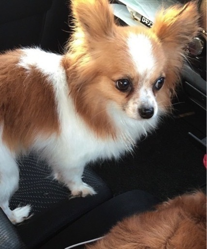 チワワとピンシャーのミックスってどんな感じ？