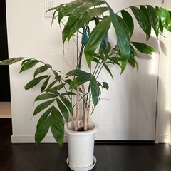 観葉植物1点