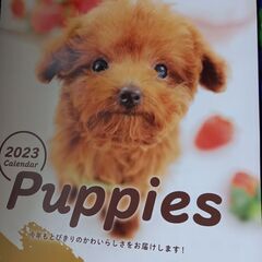 2023年　子犬（PUPPIES)可愛いいカレンダー　２ヶ月１枚
