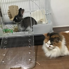 ウサギ飼われている方とお友達になりたいです。