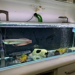 年末まで価格！水槽90センチスリム、LEDライト付き