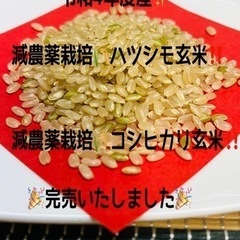令和4年度産🌾減農薬栽培ハツシモ米！コシヒカリ米‼︎    🎉完...