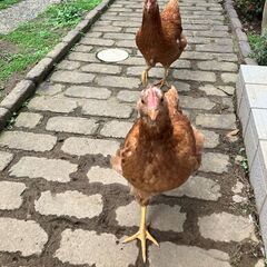 里親募集　メス　鶏　ニワトリ　ボリスブラウン　採卵用　０歳５か月　千葉県千葉市の画像