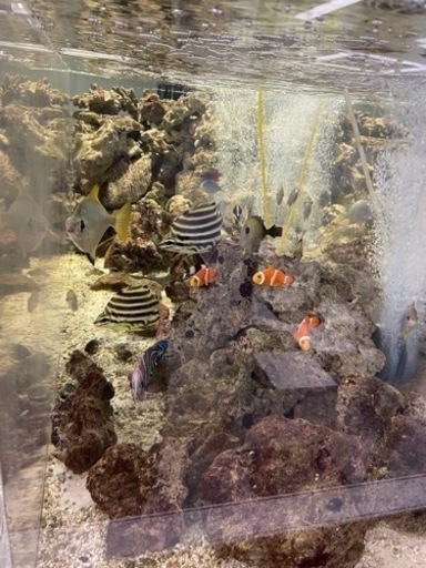 写真の海水魚引き取ってくれる方居ますか？