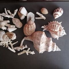 海の貝殻
