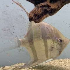 アルタムエンゼル コロンビア産5匹セット