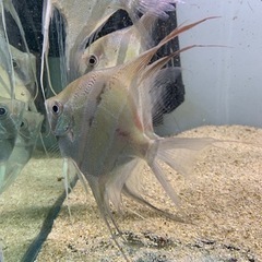 アルタムエンゼル コロンビア産5匹セット