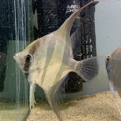 アルタムエンゼル コロンビア産5匹セット